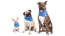Load image into Gallery viewer, GF PET ICE BAND XSM