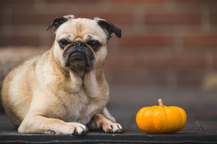5 Signs Your Pet’s Diet Might Need a Change