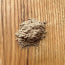 Load image into Gallery viewer, BLENDS FOR LIFE GUT HEALTH+ 150G
