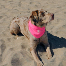Load image into Gallery viewer, CANADA POOCH CHILL SEEKER BANDANA PINK MEDIUM
