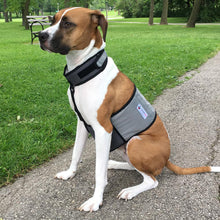 Load image into Gallery viewer, COOLER DOG COOLING VEST+COLLAR GREY MEDIUM

