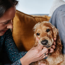 Load image into Gallery viewer, KIDNEY-CHEK FOR DOGS 3 PACK

